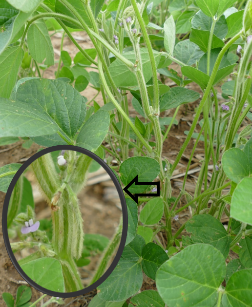Soybean plant at full flower